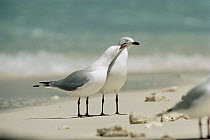 Silver Gull (Larus novaehollandiae) affectionate pair, Australia