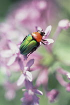 Beetle on flower, Africa