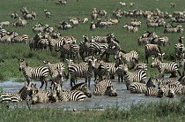 Burchell's Zebra (Equus burchellii) herd at waterhole, Serengeti