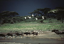 Blue Wildebeest (Connochaetes taurinus) herd crossing stream with Cattle Egrets (Bubulcus ibis) overhead, Serengeti