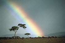 Blue Wildebeest (Connochaetes taurinus) herd with rainbow, Serengeti
