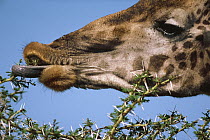 Masai Giraffe (Giraffa tippelskirchi) feeding on Whistling Thorn (Acacia drepanolobium) acacia tree, Serengeti National Park, Tanzania