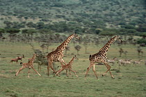 Masai Giraffe (Giraffa tippelskirchi) mothers and young running, Serengeti National Park, Tanzania