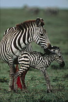 Burchell's Zebra (Equus burchellii) mother and newborn foal, Serengeti National Park, Tanzania