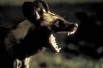 African Wild Dog (Lycaon pictus) calling, Serengeti National Park, Tanzania