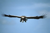 Lappet-faced Vulture (Torgos tracheliotus) landing, Serengeti National Park, Tanzania