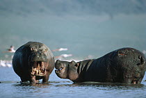 Hippopotamus (Hippopotamus amphibius) pair nuzzling in water, Serengeti National Park, Tanzania