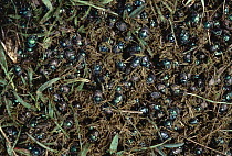 Dung Beetle (Scarabaeus pius) group processing dung, Serengeti National Park, Tanzania