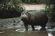 Hippopotamus (Hippopotamus amphibius) standing in water, Serengeti National Park, Tanzania