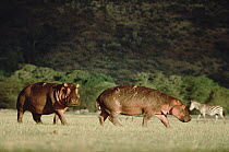 Hippopotamus (Hippopotamus amphibius) pair cross grassland, Serengeti National Park, Tanzania