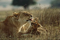African Lion (Panthera leo) mother licking cub, Serengeti National Park, Tanzania