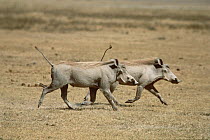Warthog (Phacochoerus africanus) pair running, Serengeti National Park, Tanzania