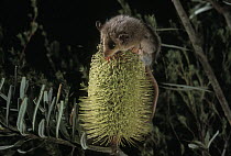 Pygmy Possum (Cercartetus sp) licking nectar from a Coastal Banksia (Banksia integrifolia), Australia