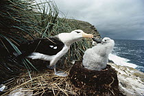 Black-browed Albatross (Thalassarche melanophrys) with chick at nest, South Georgia Island