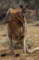 Red Kangaroo (Macropus rufus) scratching itself, Australia