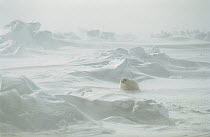 Harp Seal (Phoca groenlandicus) pup in blizzard, Gulf of St Lawrence, Canada