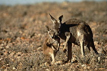 Red Kangaroo (Macropus rufus) mother embracing joey, Sturt National Park, New South Wales, Australia