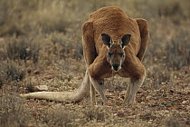 Red Kangaroo (Macropus rufus) male portrait, Australia