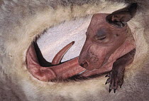Red Kangaroo (Macropus rufus) joey inside mother's pouch, 130 days old, Australia