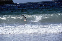 Gentoo Penguin (Pygoscelis papua) leaping from waves, Falkland Islands