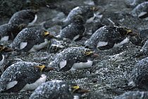 Macaroni Penguin (Eudyptes chrysolophus) colony in snow storm, South Georgia Island