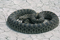 Western Rattlesnake (Crotalus viridis) rattling, South Dakota