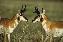 Pronghorn Antelope (Antilocapra americana) males facing off, South Dakota