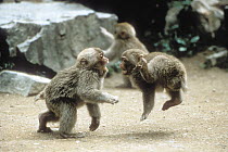 Japanese Macaque (Macaca fuscata) babies playing, Japan