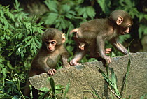Japanese Macaque (Macaca fuscata) babies playing on rocks, Japan