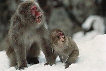 Japanese Macaque (Macaca fuscata) mother and baby calling, Japan