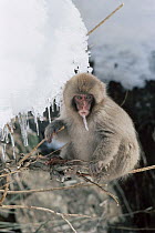 Japanese Macaque (Macaca fuscata) baby eating an icicle, Japan