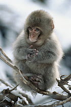 Japanese Macaque (Macaca fuscata) baby sitting in tree, Japan