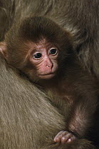Japanese Macaque (Macaca fuscata) baby in mother's fur, Japan