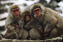 Japanese Macaque (Macaca fuscata) group with infant sitting in a line, Japan