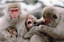 Japanese Macaque (Macaca fuscata) group grooming with one calling, Japan