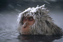 Japanese Macaque (Macaca fuscata) soaking in hot springs during snow storm, Japan