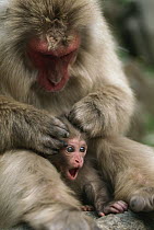 Japanese Macaque (Macaca fuscata) mother grooming calling infant, Japan