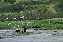 Grizzly Bear (Ursus arctos horribilis) mother and cubs fishing in shallow river as gulls scavenge scraps, Alaska