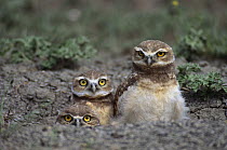 Burrowing Owl (Athene cunicularia) trio peeking out of burrow in tallgrass prairie, South Dakota