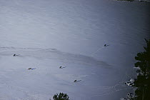 Timber Wolf (Canis lupus) pack crossing frozen lake, Minnesota
