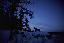 Timber Wolf (Canis lupus) under moonlit sky, Northwoods, Minnesota