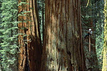 Giant Sequoia (Sequoiadendron giganteum) researcher, Amanda le Braun, climbs tree, Sequoia National Park, California