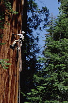 Giant Sequoia (Sequoiadendron giganteum) climbed by Steve Sillett as part of canopy research project, Sequoia National Park, California