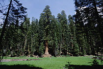 Giant Sequoia (Sequoiadendron giganteum) grove, Sequoia National Park, California