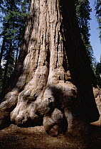 Giant Sequoia (Sequoiadendron giganteum) trunk, Sequoia National Park, California