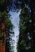 Giant Sequoia (Sequoiadendron giganteum) researcher Steve Sillett moves between trees as part of canopy research project, Sequoia National Park, California