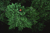 Aerial view researcher Joel Clement studying lichen on Douglas Fir (Pseudotsuga menziesii) snag, Wind River, Washington