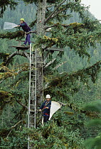 Researchers collecting insects in Sitka Spruce (Picea sitchensis), Carmanah Valley, Vancouver, Canada