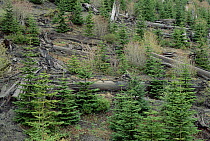 Regeneration forest, near the peak of Mt Saint Helens, Washington
