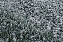 Regeneration forest near Mt Saint Helens, Washington